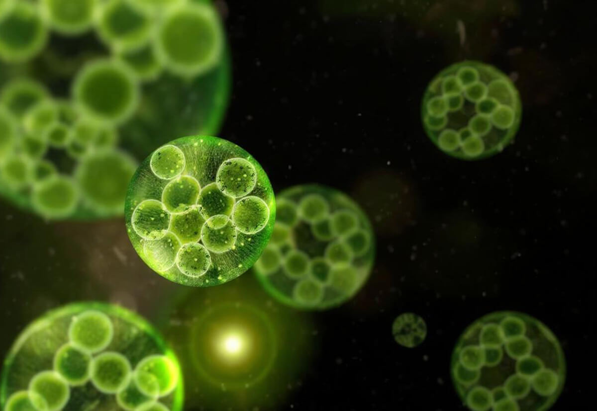 Královská Aromaterapie - Nastal čas